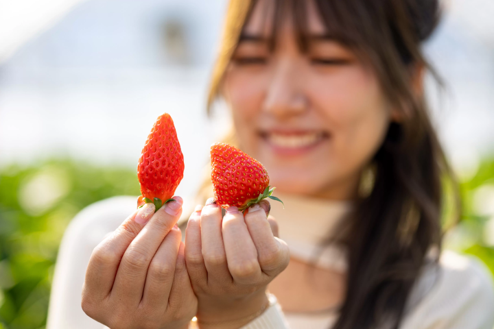 [30 minutes by car from Nagoya] Tokoname strawberry picking and strawberry sweets