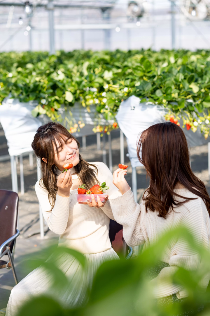 [30 minutes by car from Nagoya] Tokoname strawberry picking and strawberry sweets