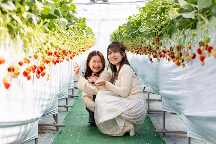 [30 minutes by car from Nagoya] Tokoname strawberry picking and strawberry sweets