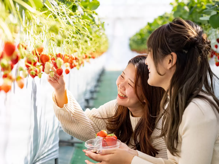 [30 minutes by car from Nagoya] Tokoname strawberry picking and strawberry sweets