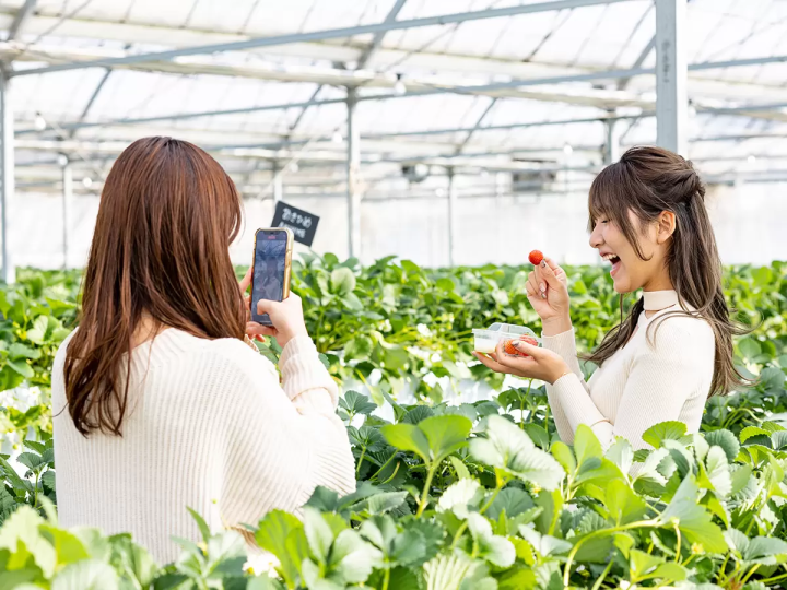 [30 minutes by car from Nagoya] Tokoname strawberry picking and strawberry sweets