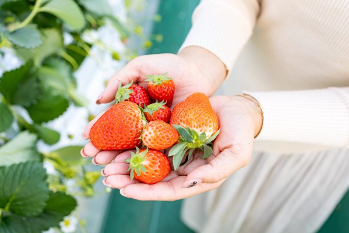 [30 minutes by car from Nagoya] Tokoname strawberry picking and strawberry sweets