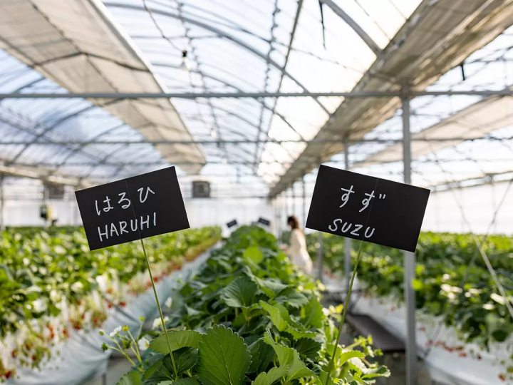 [30 minutes by car from Nagoya] Tokoname strawberry picking and strawberry sweets