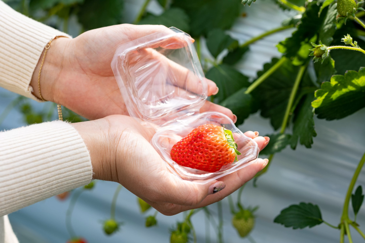 [30 minutes by car from Nagoya] Tokoname strawberry picking and strawberry sweets
