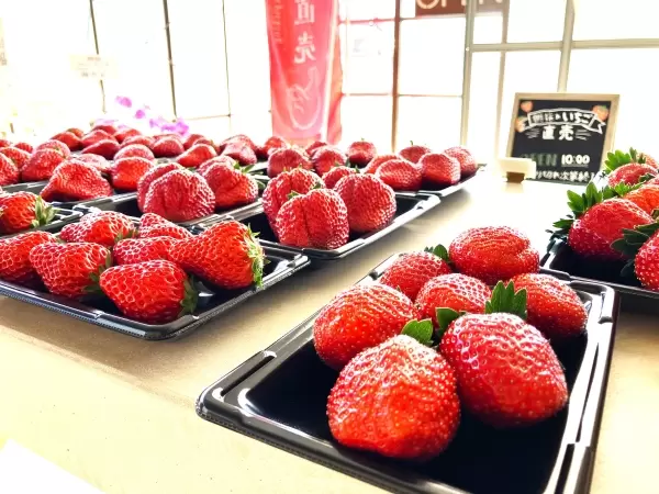 [30 minutes by car from Nagoya] Tokoname strawberry picking and strawberry sweets