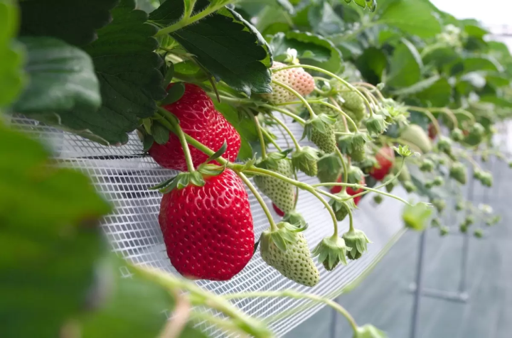 [30 minutes by car from Nagoya] Tokoname strawberry picking and strawberry sweets