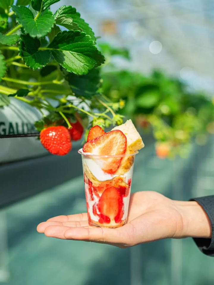[30 minutes by car from Nagoya] Tokoname strawberry picking and strawberry sweets
