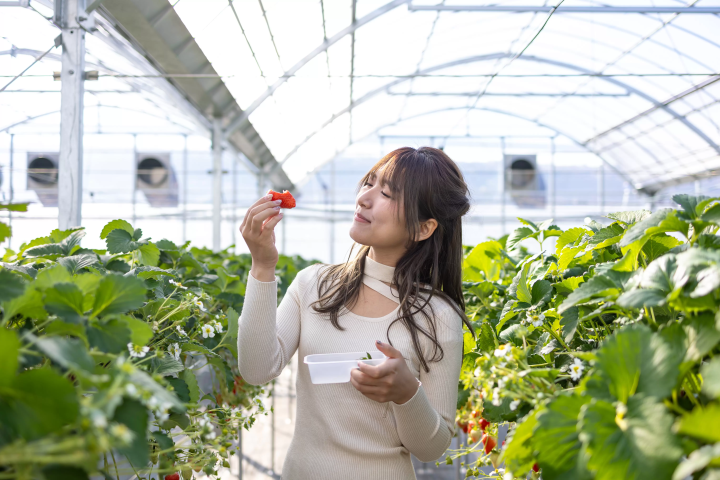 [30 minutes by car from Nagoya] Tokoname strawberry picking and strawberry sweets