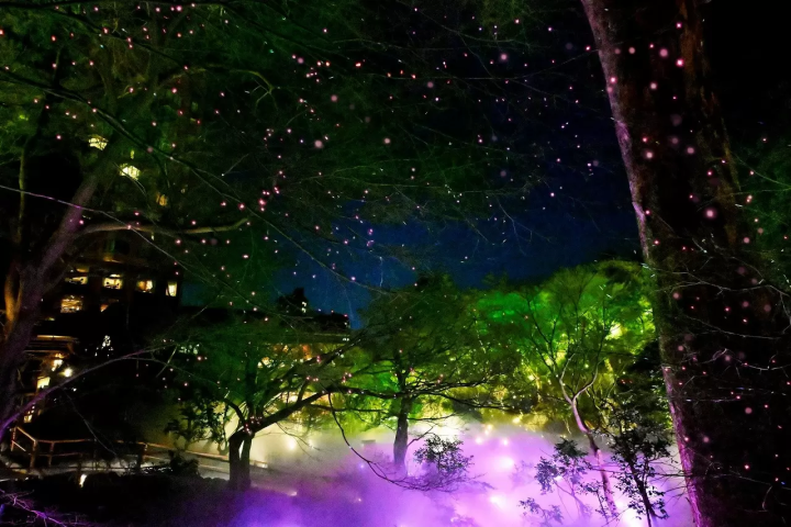 Cherry Blossoms at Hotel Chinzanso Tokyo: Night Sakura Sea of Clouds