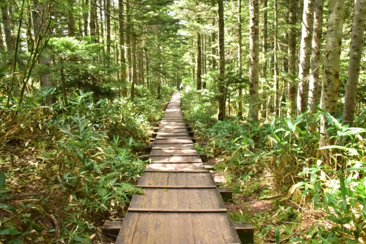 「尾瀨當天來回」初次造訪也很推薦！魚沼一日遊路線