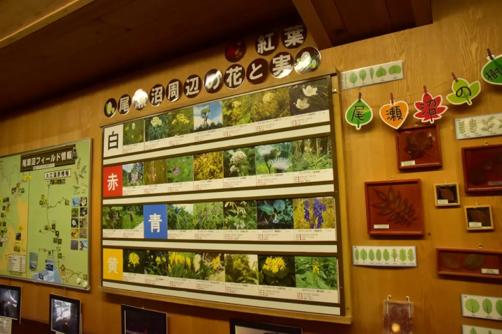 「尾瀨當天來回」初次造訪也很推薦！魚沼一日遊路線