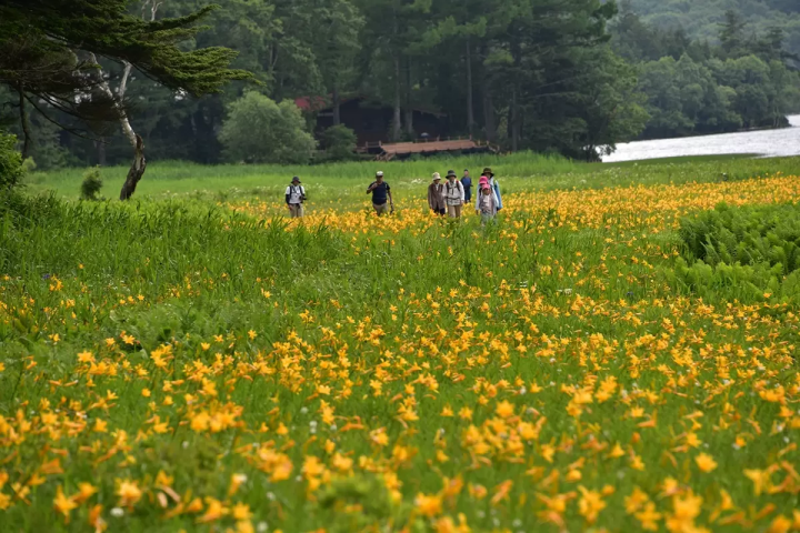 「尾瀨當天來回」初次造訪也很推薦！魚沼一日遊路線