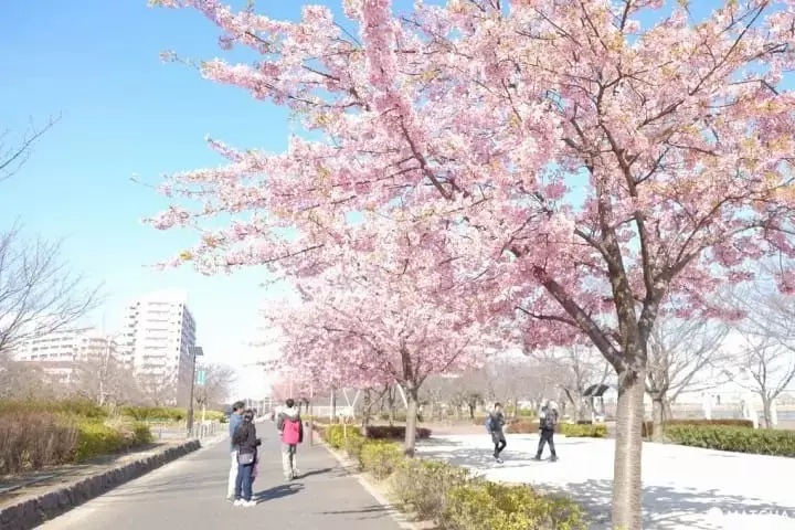 early cherry blossoms in Tokyo