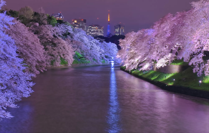 千鳥之淵夜櫻景色