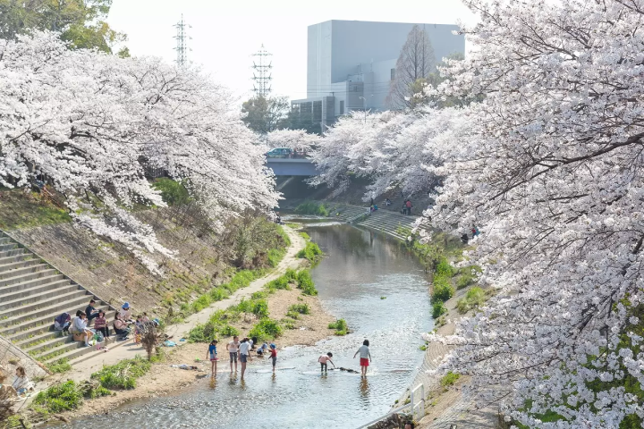Best Cherry Blossom Spots Yamazaki River In Nagoya 2026
