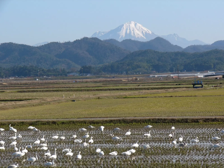 山陰秘境「鷺之湯溫泉」奢華大人旅——沉浸名湯與安來節故鄉的深度探索記