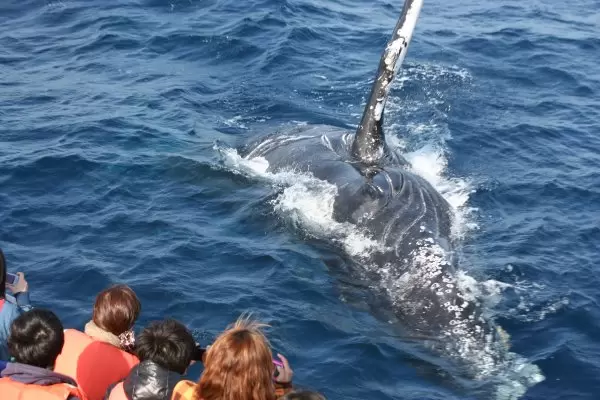 【沖繩】冬季沖繩活動,例如「觀鯨」現已開始售票。