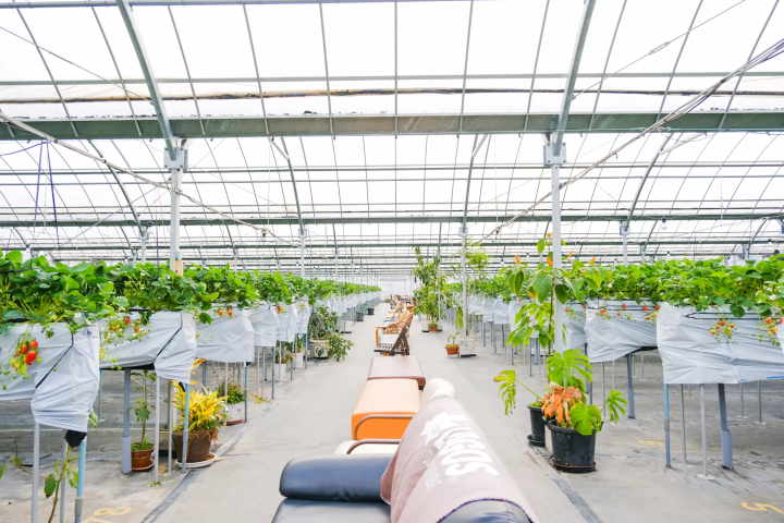 セントレアからすぐ！常滑で楽しむ いちご狩り体験&いちごスイーツガイド