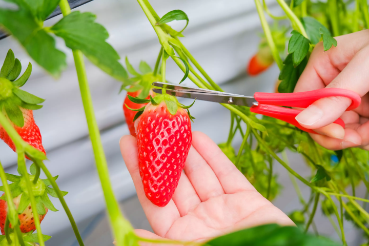 セントレアからすぐ！常滑で楽しむ いちご狩り体験&いちごスイーツガイド