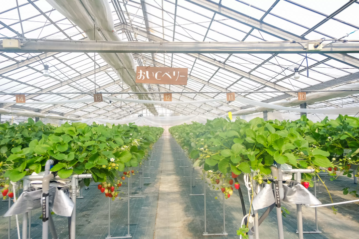 セントレアからすぐ！常滑で楽しむ いちご狩り体験&いちごスイーツガイド