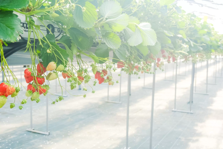 セントレアからすぐ！常滑で楽しむ いちご狩り体験&いちごスイーツガイド