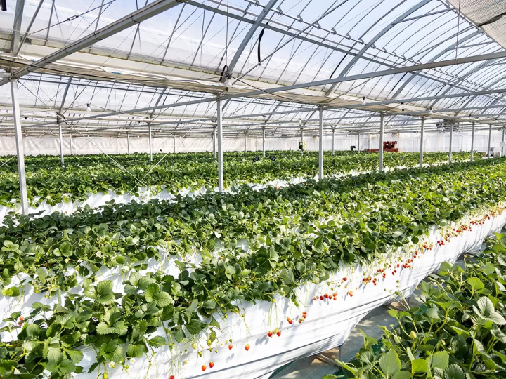 Picture courtesy of フルーツループ 