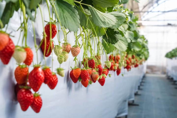 Picture courtesy of フルーツループ 