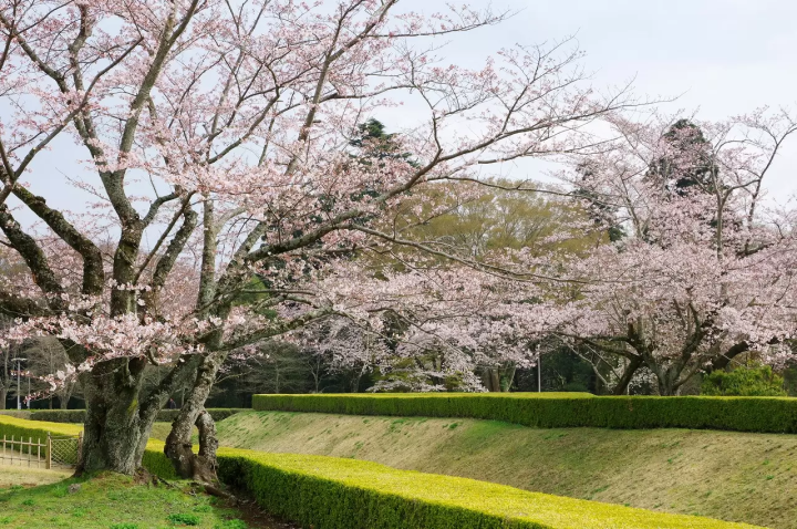 Sakura Castle Ruin Park