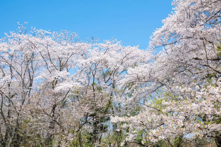 Sakura Castle Ruin Park