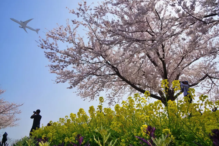 Sakura no Yama Park cherry blossoms