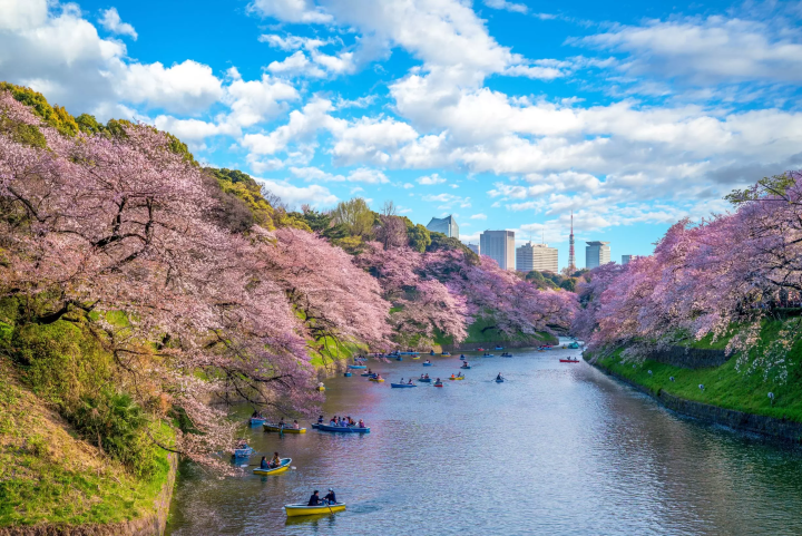 [Tokyo Spring Sightseeing] Enjoy Tokyo with Cherry Blossom Spots and Japanese Culture
