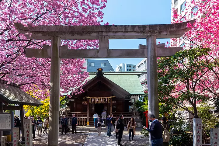 想要以一种与以往略有不同的方式欣赏樱花吗？我们为您介绍几种赏樱组合，让您尽享樱花之美。