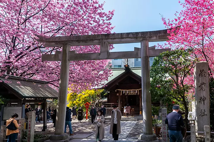 いつもとは少し違ったお花見をしたい方へ！組み合わせで楽しむ桜のご紹介