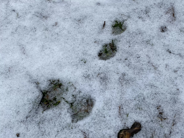 島根縣西之島町的趣味小知識 3