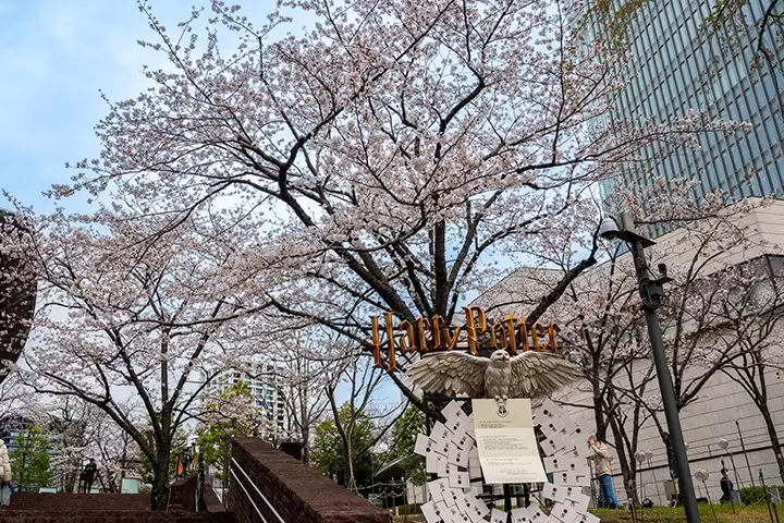 いつもとは少し違ったお花見をしたい方へ！組み合わせで楽しむ桜のご紹介