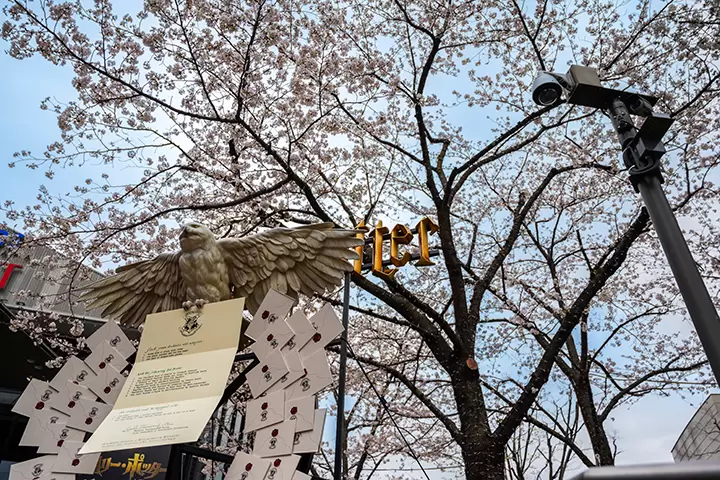 いつもとは少し違ったお花見をしたい方へ！組み合わせで楽しむ桜のご紹介