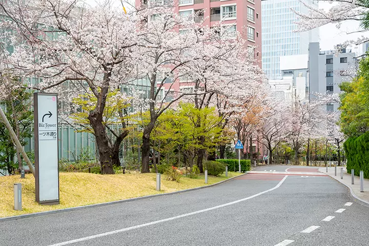 いつもとは少し違ったお花見をしたい方へ！組み合わせで楽しむ桜のご紹介