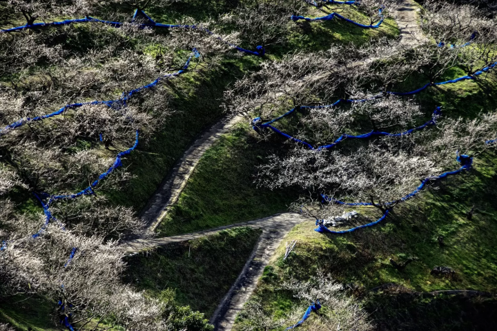 Kishu Ishigami Tanabe Grove, its famed "300,000 plum trees at a glance" 