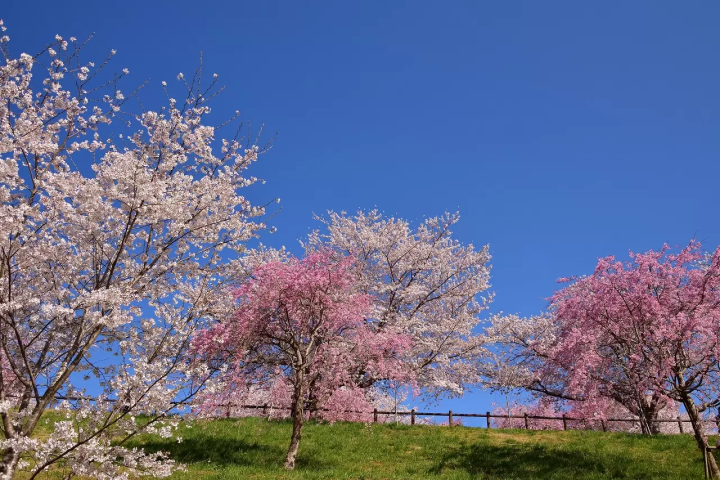 成田空港近くの桜の名所5選！成田山公園や佐倉城址公園など