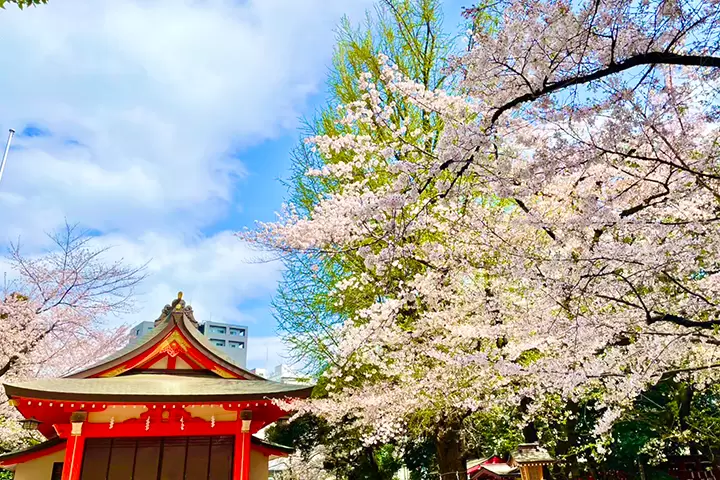 いつもとは少し違ったお花見をしたい方へ！組み合わせで楽しむ桜のご紹介