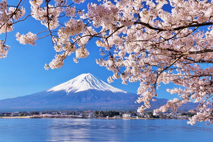 【2026最新】桜のシーズン情報&日本のお花見スポット45選