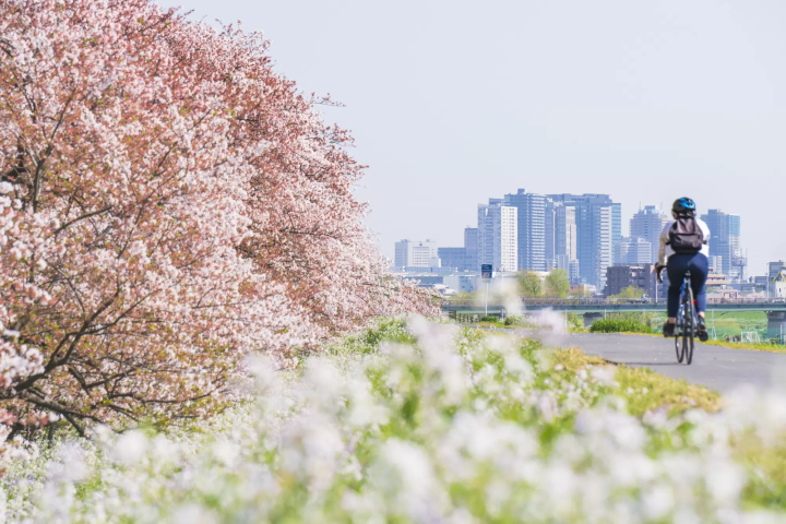 去日本騎腳踏車注意！日本從4月起要實施自行車「青切符」制度！常見罰則與罰金彙整