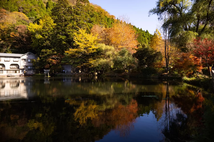 【由布院】前往風景如畫的金陵湖。清晨薄霧籠罩下的夢幻世界。