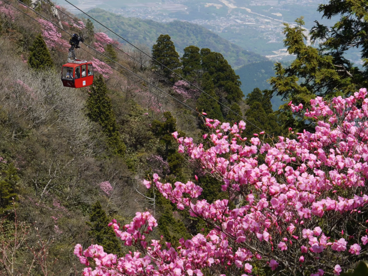 三重县御在丈山春游 | 观光索道、美食、赏花赏鸟