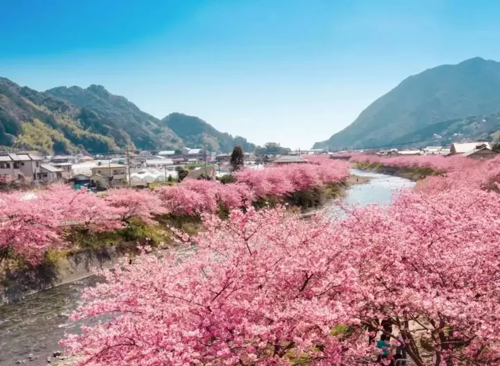 伊豆河津桜