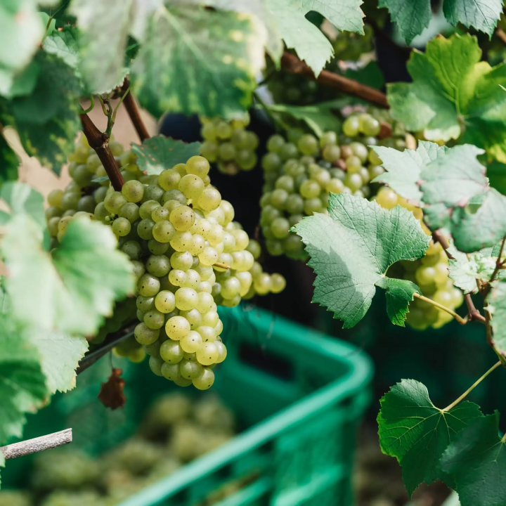 [15 minutes from Chubu Centrair International Airport] A winery restaurant with a spectacular view that blends into the sea and sky