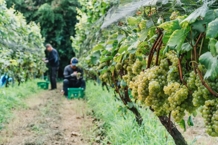 [15 minutes from Chubu Centrair International Airport] A winery restaurant with a spectacular view that blends into the sea and sky