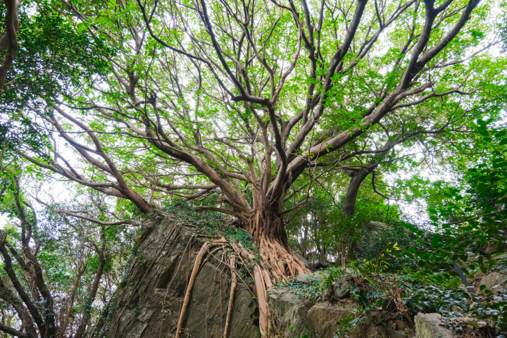 熊本天草下田温泉指南：世界遗产、极致海景与700年秘境汤泉