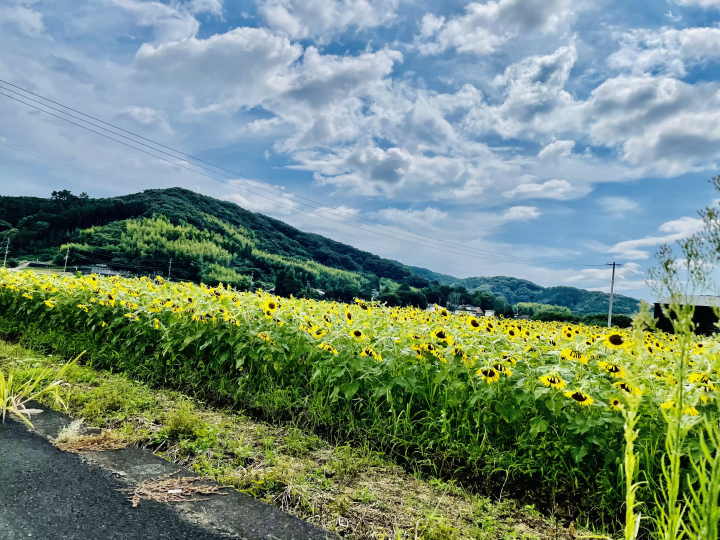 入住精心挑选的旅馆 Kinoiro Minimal，您可以欣赏田园诗般的风景和繁星点点的夜空——这是您四国之旅的必游之地！