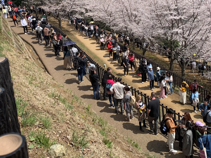 新倉山浅間公園桜まつり